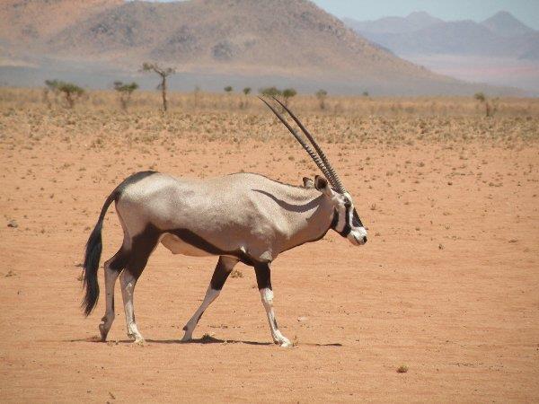 Namibia safari and vacation