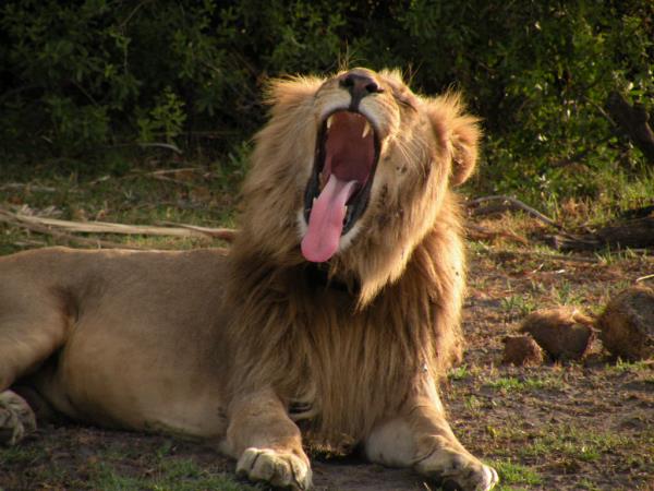 Okavango Delta and Victoria Falls luxury holiday