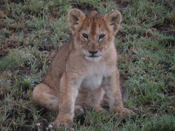 Selous safari and beach holiday in Tanzania