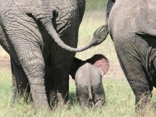 Selous safari and beach holiday in Tanzania