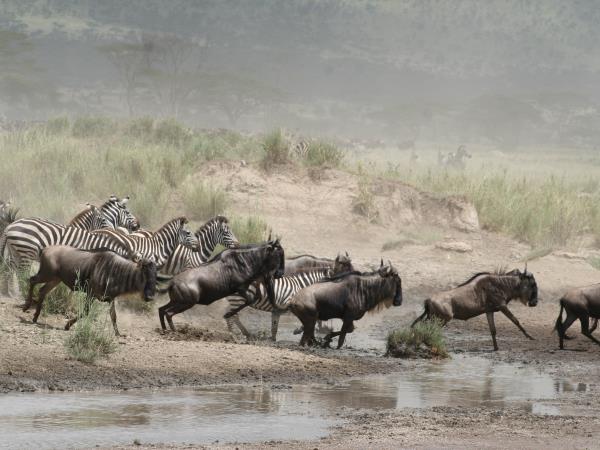 Tanzania safari in the Serengeti