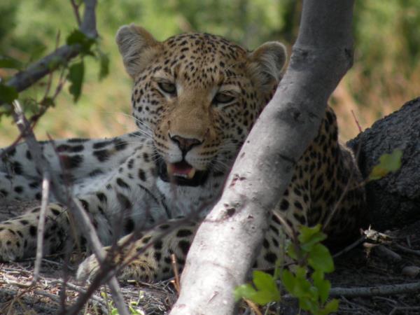 Southern Africa luxury wildlife & beach vacation