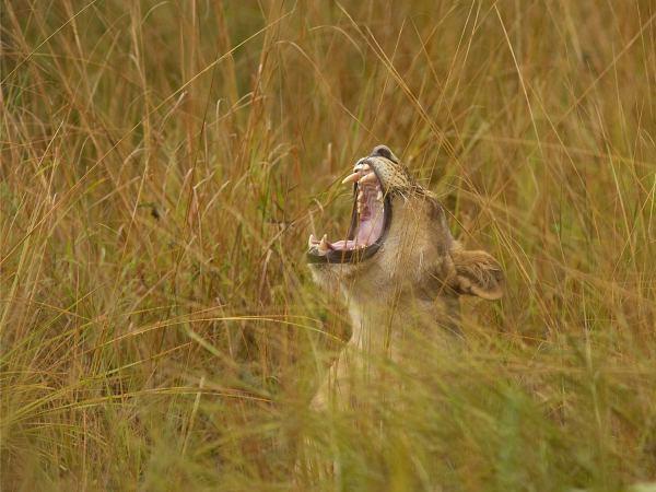 Zambia safari and Lake Malawi, tailor made