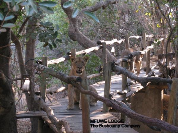 Zambia safari and Lake Malawi, tailor made