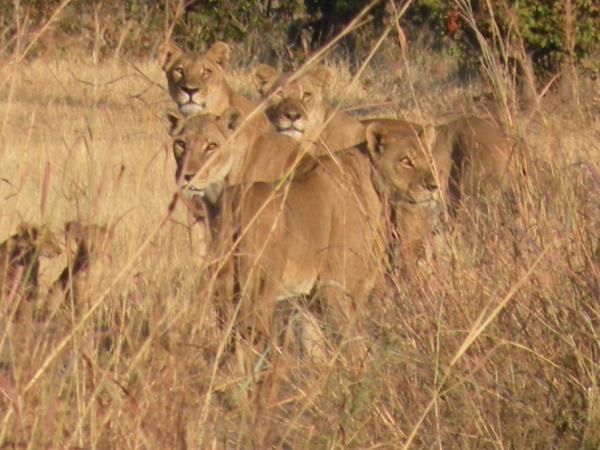 Zimbabwe safari holiday, tailor made