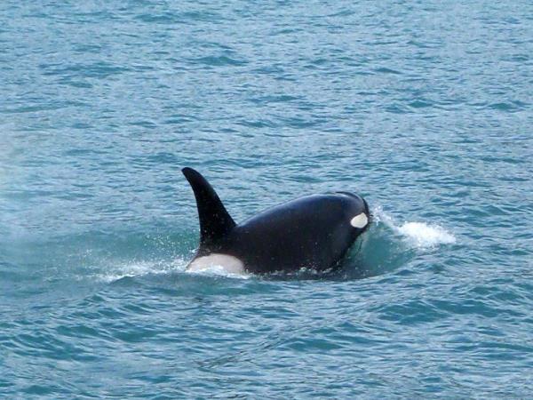 Alaska adventure holiday, salmon run