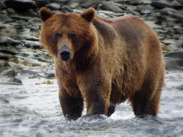 Alaska adventure holiday, salmon run