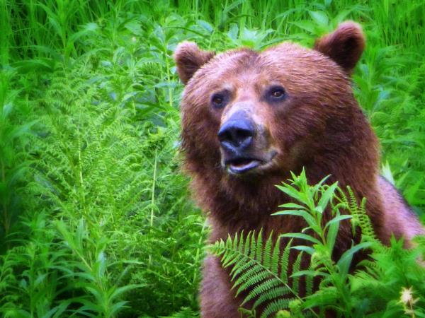 Calgary to Anchorage adventure vacation, Goldrush Trail