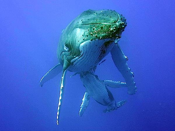 Swim with humpback whales in Tonga 