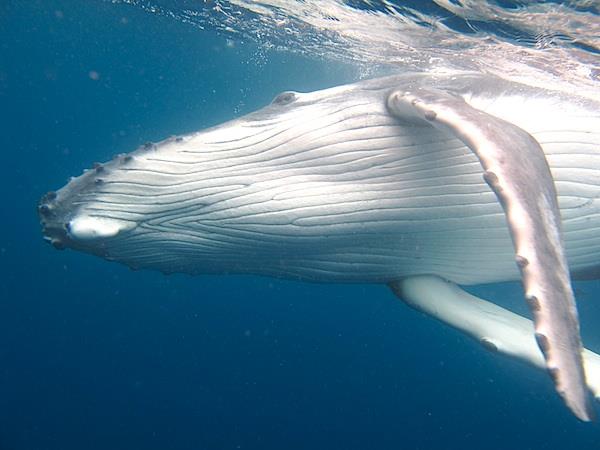 Swim with humpback whales in Tonga
