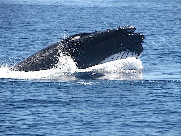Swim with humpback whales in Tonga