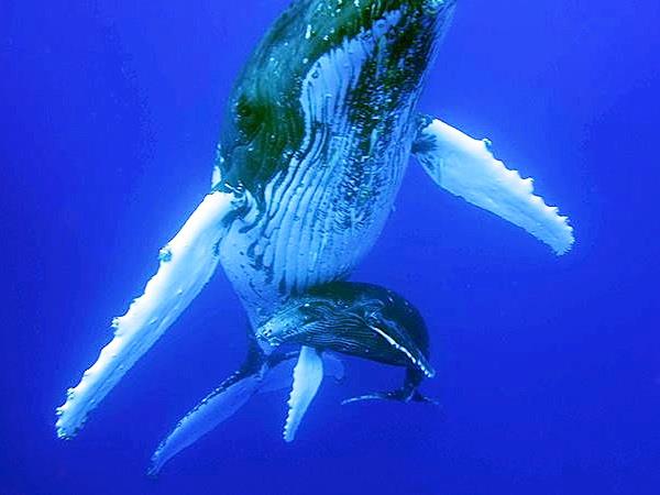 Swim with humpback whales, Tonga