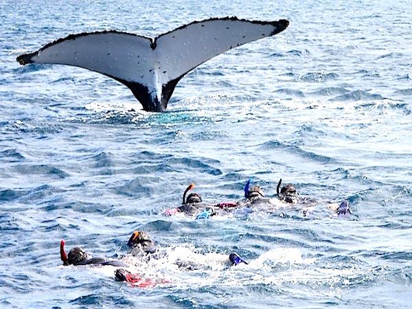 Swim with humpback whales, Tonga