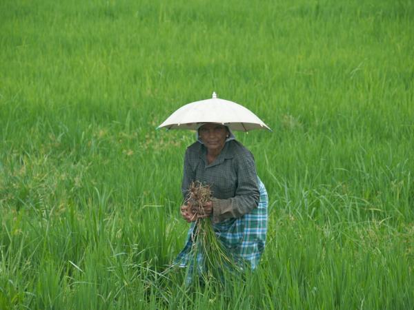Kerala backwater vacation, India