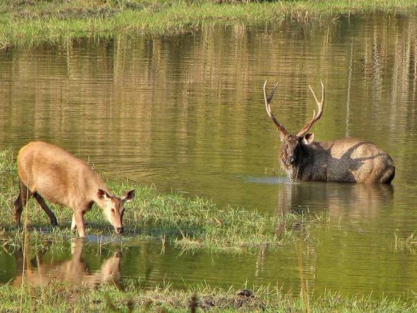 Golden Triangle with Ranthambore tour, India