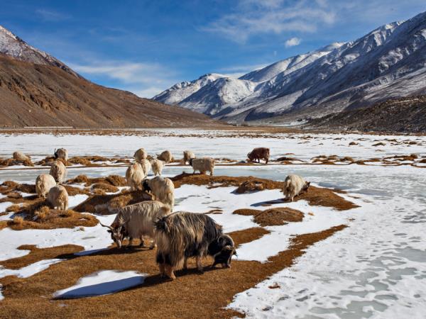 Kashmir and Ladakh vacation, India