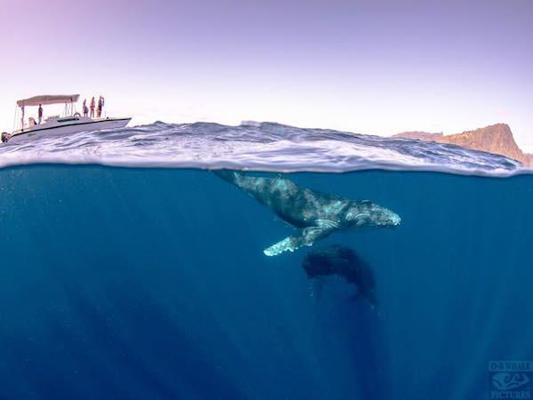 Swim with humpback whales in Tahiti