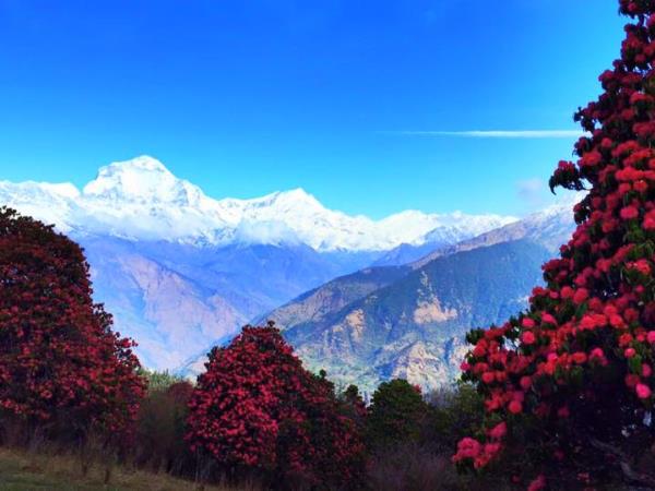 Annapurna trekking vacation, Rhododendron trek