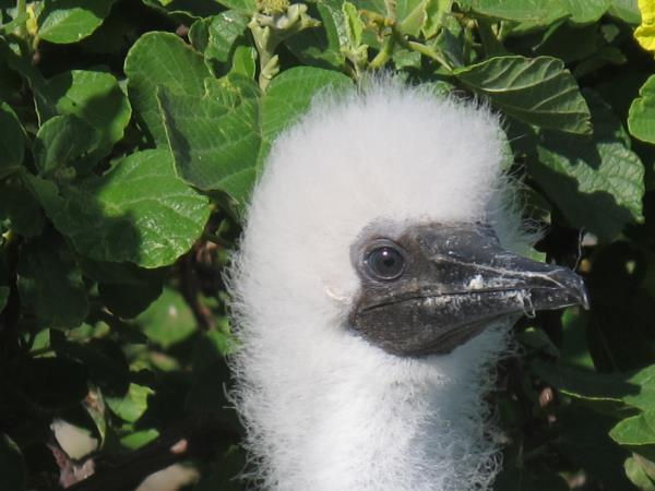 Galapagos cruises