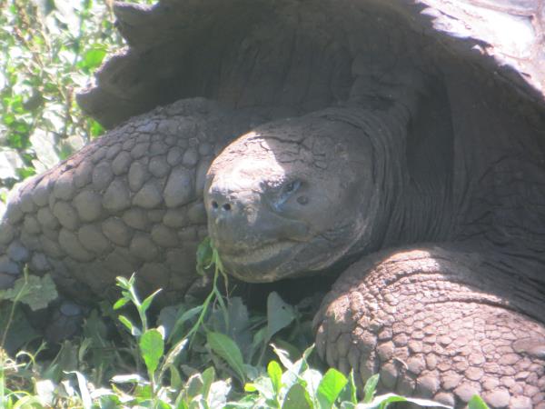 Galapagos family vacation, hotel based