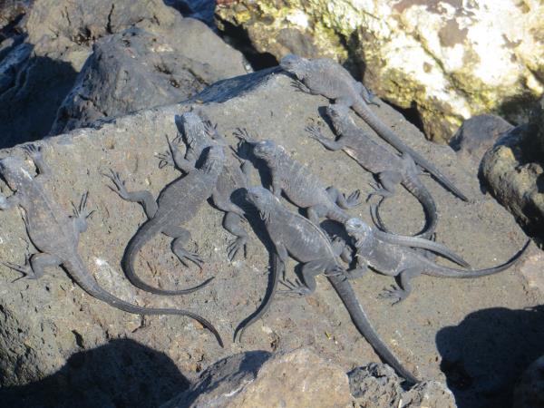 Galapagos family vacation, hotel based