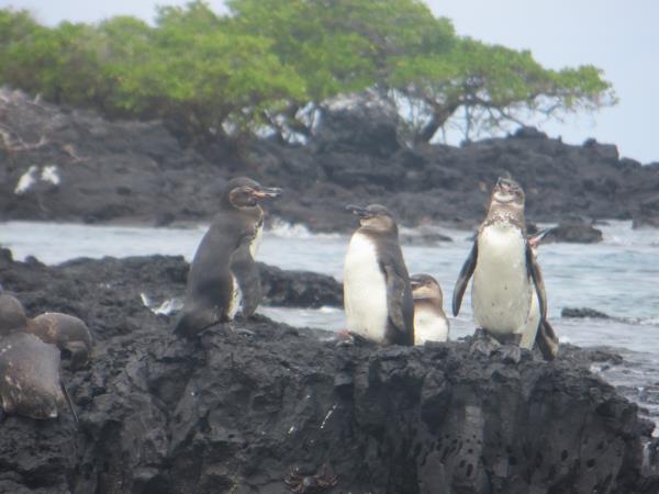 Galapagos family vacation, hotel based