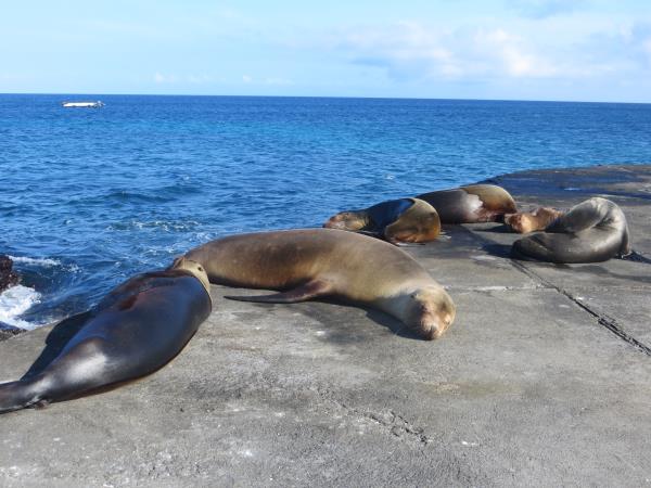 Galapagos family vacation, hotel based