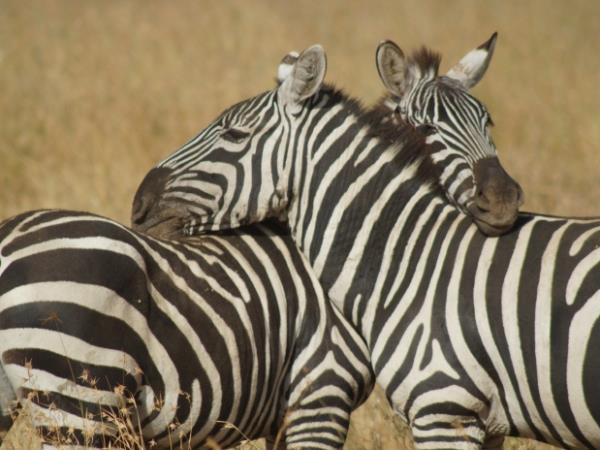 Zambia camping safari