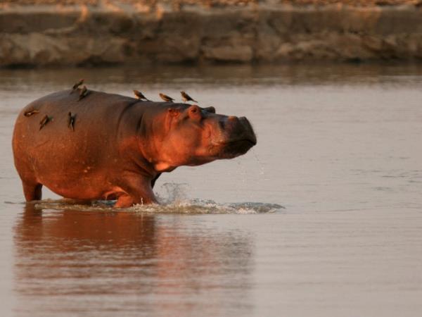 Zambia camping safari