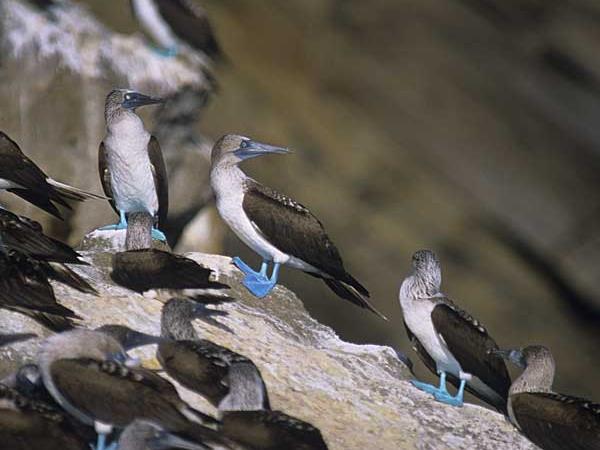 Galapagos cruise options, tailor made