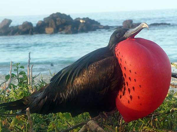 Galapagos cruise options, tailor made