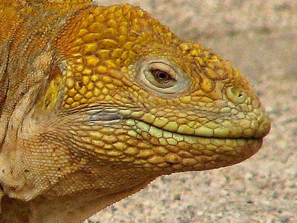 Galapagos cruise options, tailor made