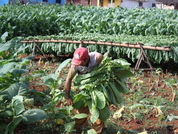 Small group tour to Western Cuba