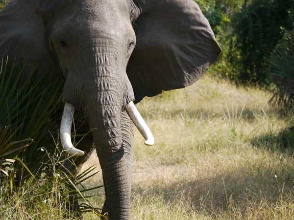 Tanzania vacations, Selous, Zanzibar & the coast