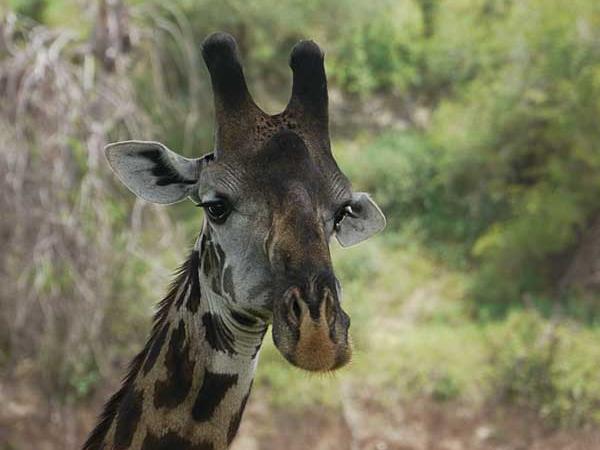 Tanzania vacations, Selous, Zanzibar & the coast