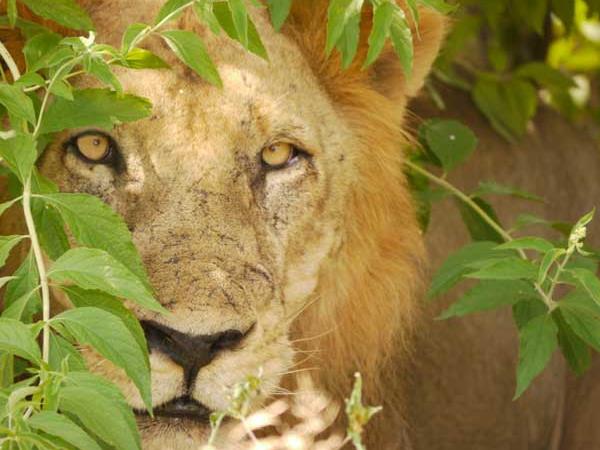 Tanzania vacations, Selous, Zanzibar & the coast