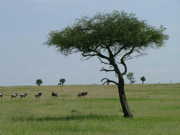 Family Kenya safari & beach vacation, tailormade