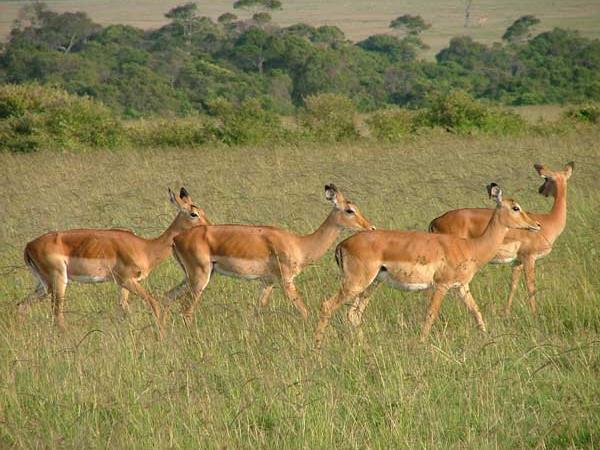 Family Kenya safari & beach vacation, tailormade