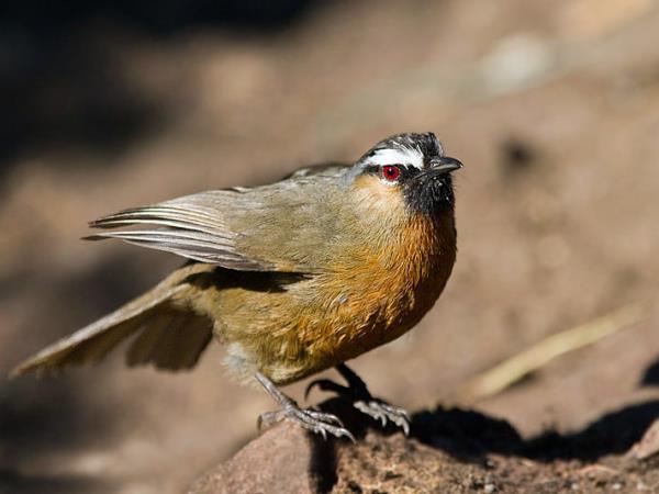Kerala birdwatching vacations, Western Ghats
