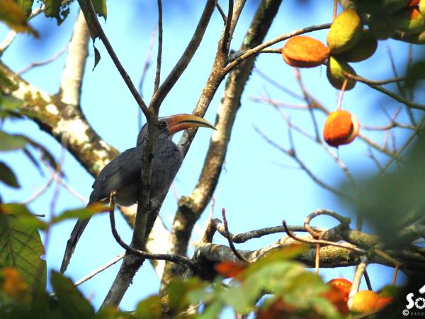 Kerala birdwatching vacations, Western Ghats