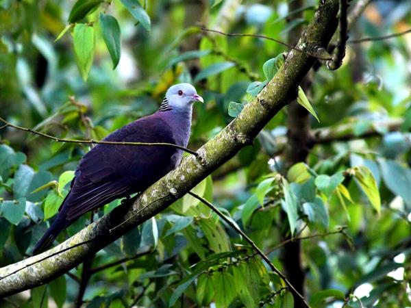 Kerala birdwatching vacations, Western Ghats