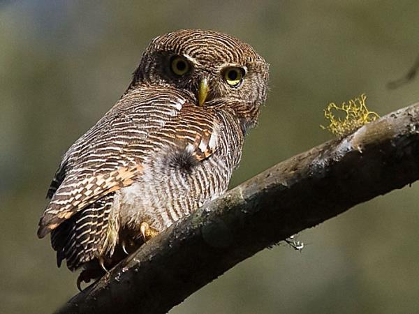 Kerala birdwatching vacations, Western Ghats