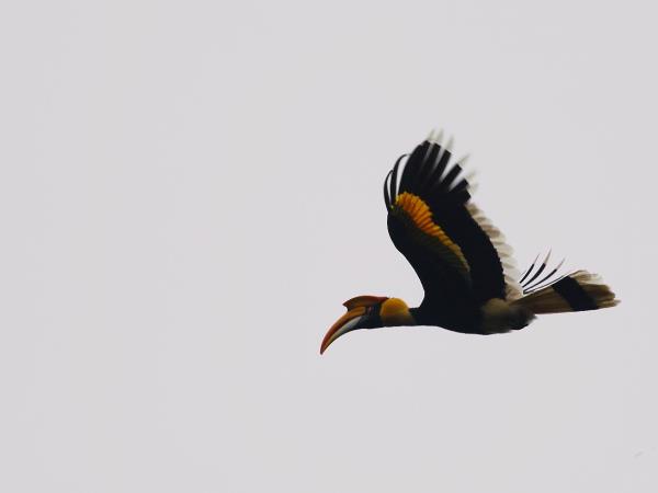 Kerala birdwatching vacations, Western Ghats