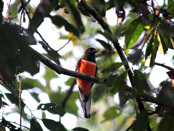 Kerala birdwatching vacations, Western Ghats