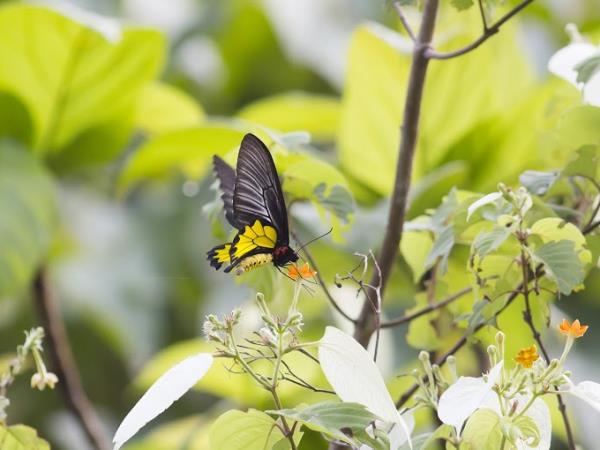 Kerala birdwatching vacations, Western Ghats