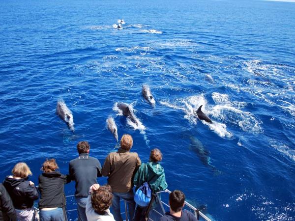 Whale watching in the Azores