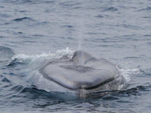 Whale watching in the Azores