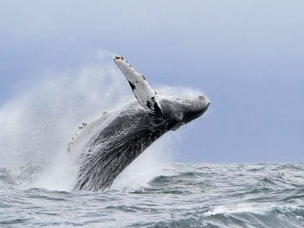 Whale watching in the Azores