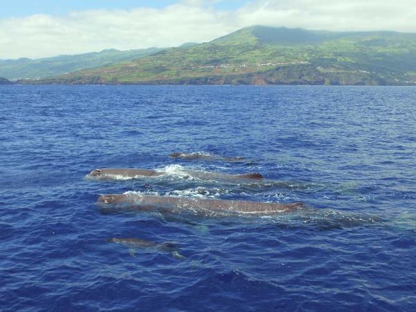 Family whale & dolphin watching vacation, Azores