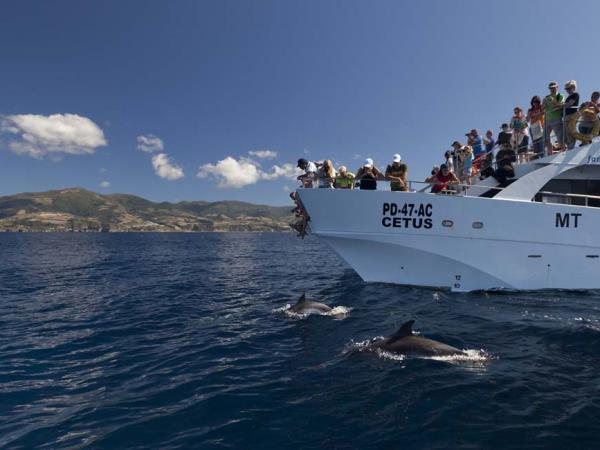Family whale & dolphin watching vacation, Azores